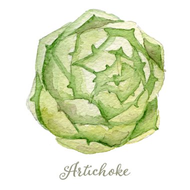 Watercolor artichoke - hand painted vector