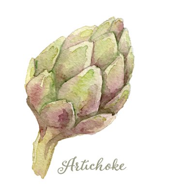 Watercolor artichoke - hand painted vector