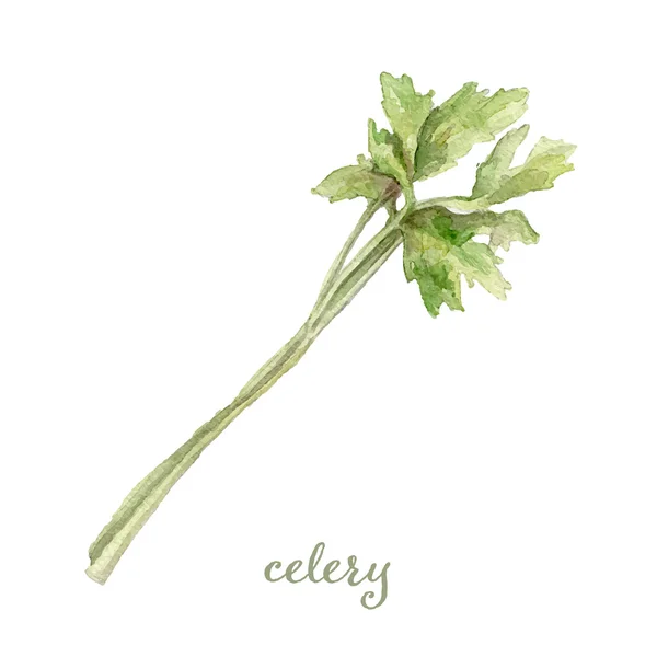 Watercolor celery- hand painted vector — Stock Vector