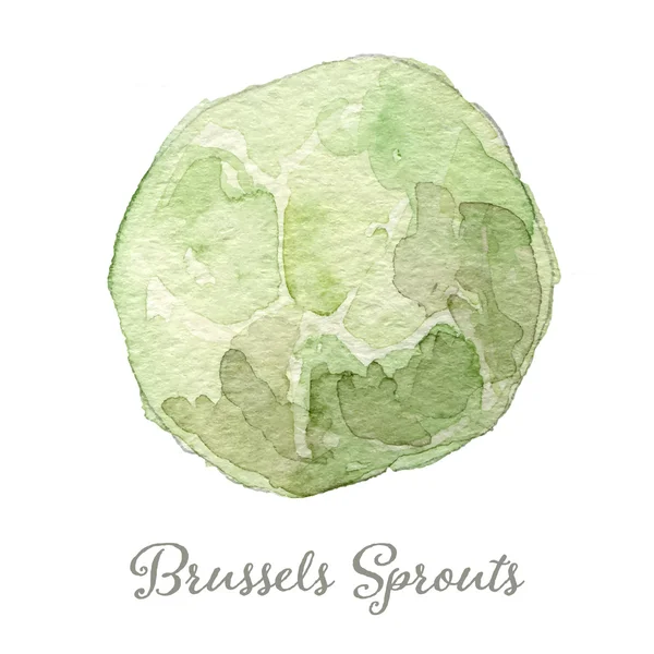 Watercolor brussels sprouts- hand painted vector — 스톡 벡터