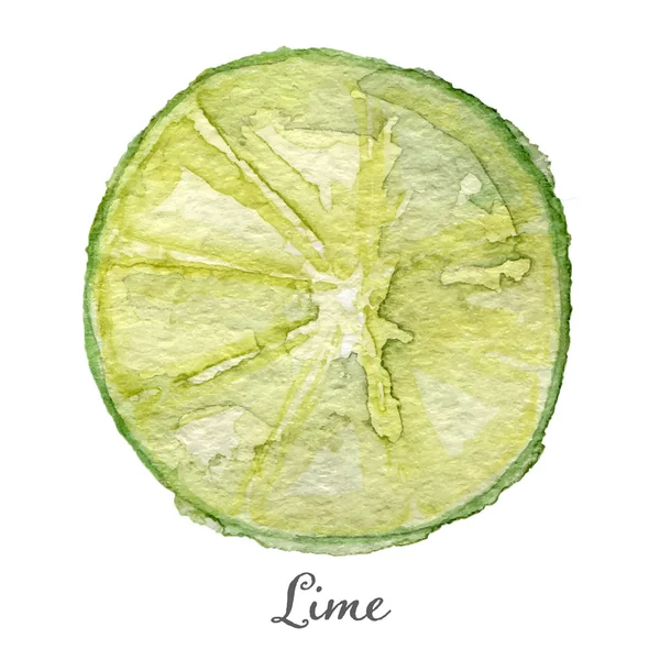 Watercolor lime - hand painted vector — 图库矢量图片