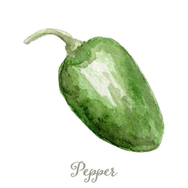 Watercolor sweet pepper- hand painted vector — 스톡 벡터