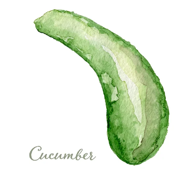 Watercolor cucumber- hand painted vector — 스톡 벡터