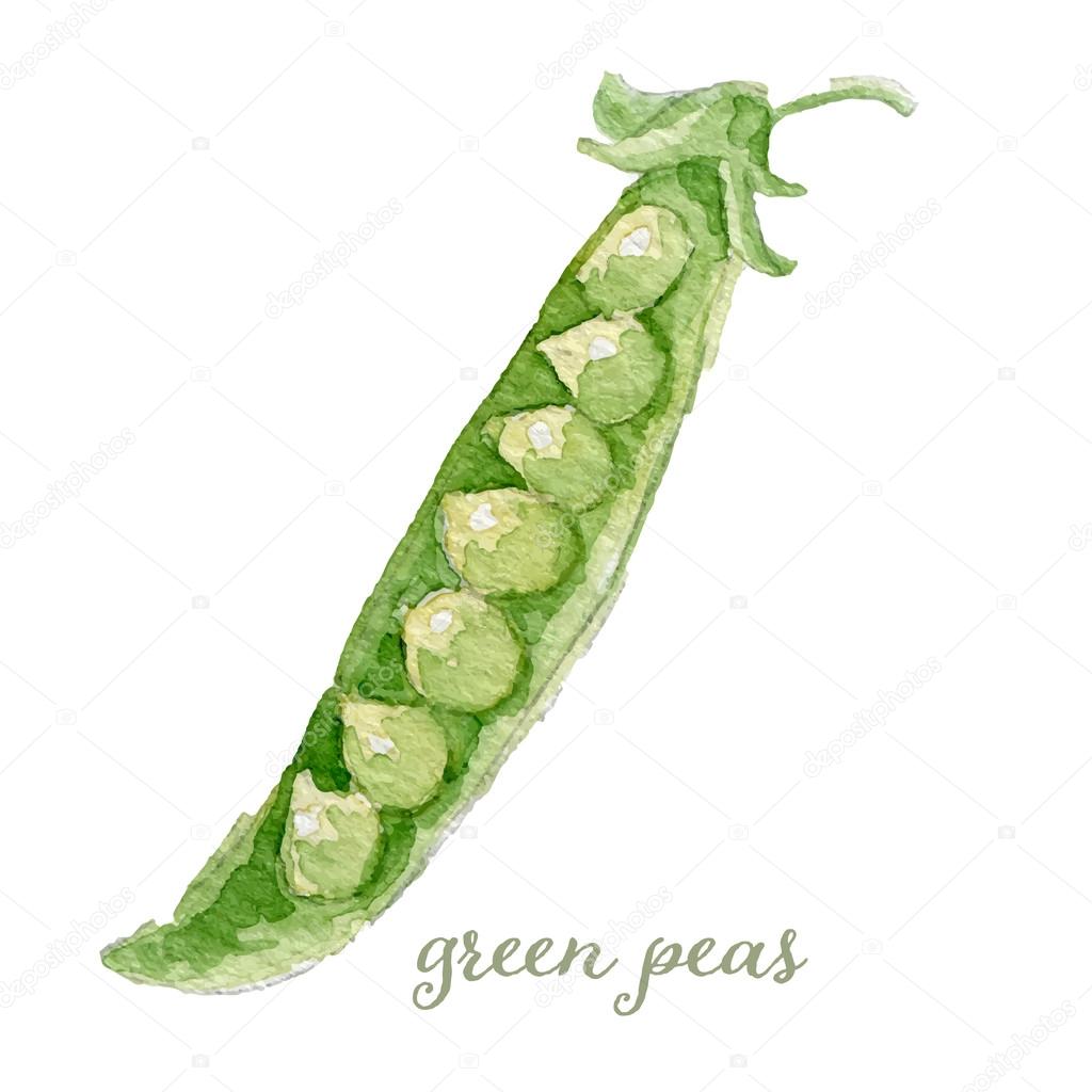 Watercolor green peas - hand painted vector
