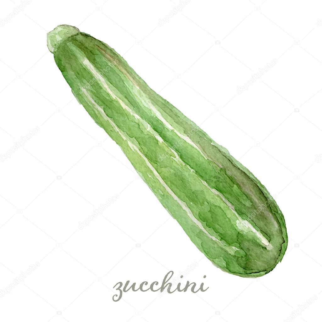 Watercolor zucchini - hand painted vector