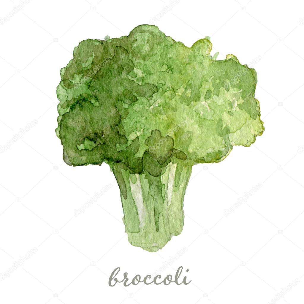 Watercolor broccoli - hand painted vector