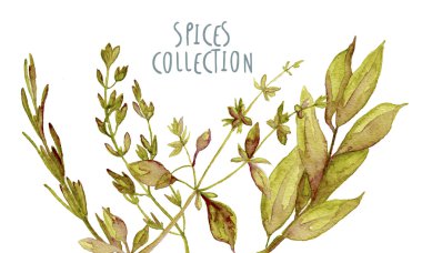 Suluboya otlar elle çizilmiş