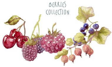 Suluboya çilek elle çizilmiş