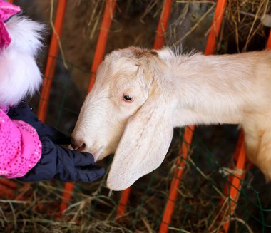 Keçi fotoğraf portre