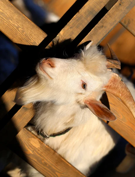 Retrato fotográfico de uma cabra — Fotografia de Stock