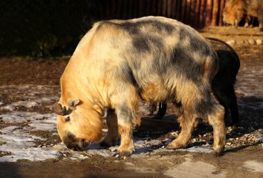 Fotoğraf Takin güzel