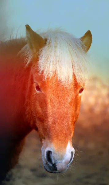 Foto do cavalo — Fotografia de Stock