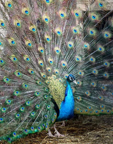 Photo portrait of beautiful peacock — Stock Photo, Image