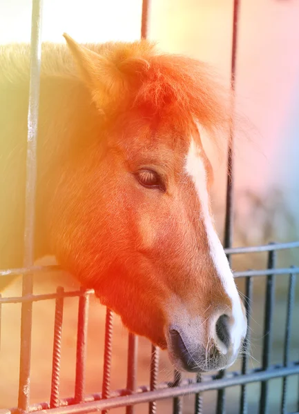 Foto do cavalo — Fotografia de Stock