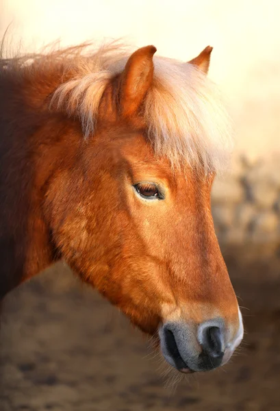 Foto van het paard — Stockfoto