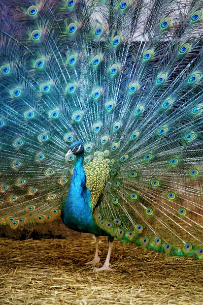 Photo portrait of beautiful peacock — Stock Photo, Image