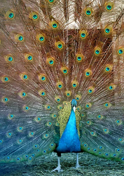 Foto retrato de hermoso pavo real — Foto de Stock