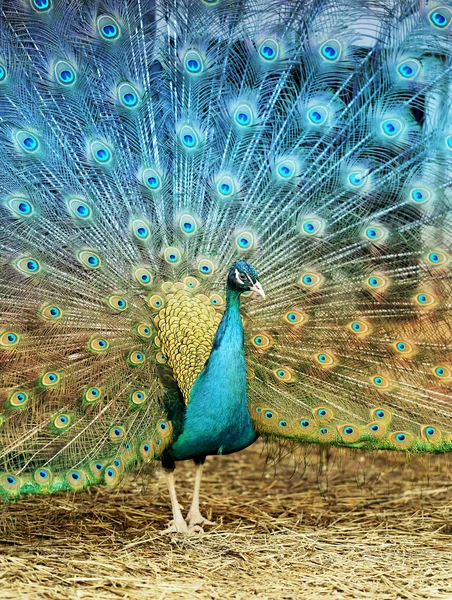 Foto retrato de hermoso pavo real — Foto de Stock