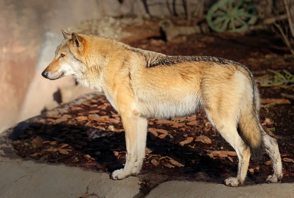 Schönes Foto eines Wolfes — Stockfoto