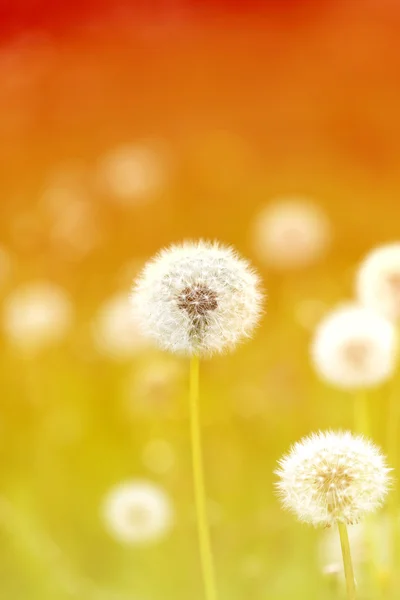 Spring macro one dandelion — Stock Photo, Image