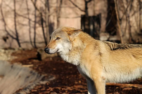 Hermosa foto de un lobo — Foto de Stock