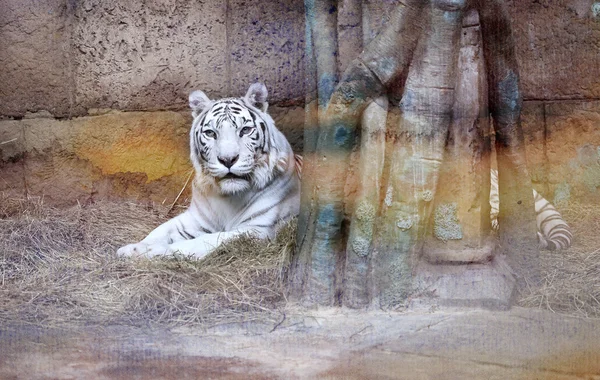 Foto tigre blanco — Foto de Stock