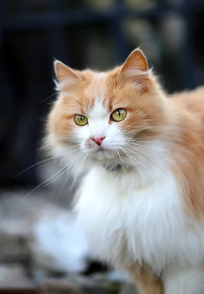 Porträtt av en orange katt — Stockfoto