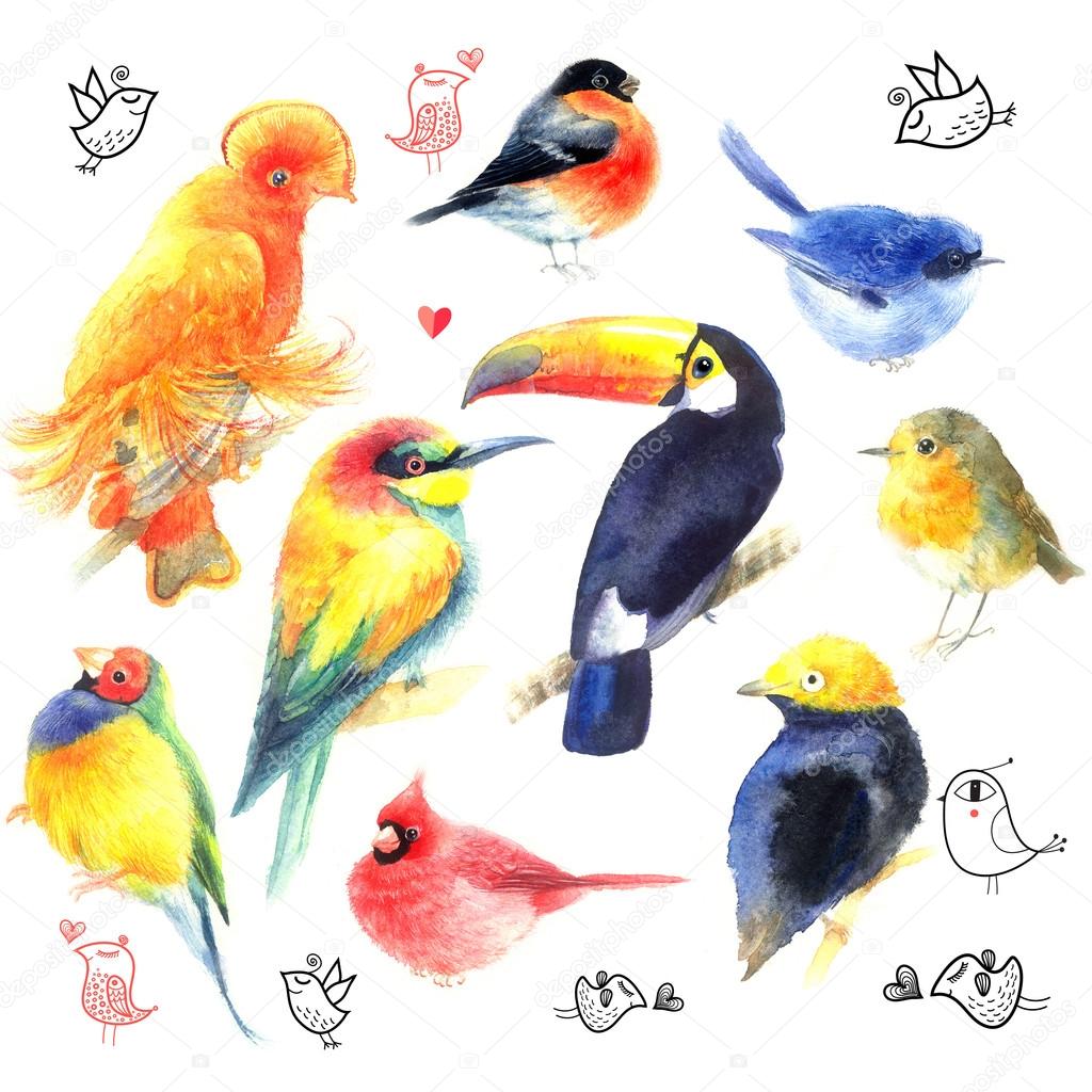 Watercolor a variety of birds 