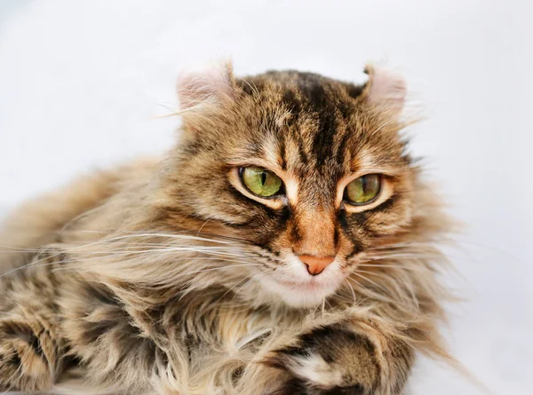 고양이의 사진 초상화 — 스톡 사진