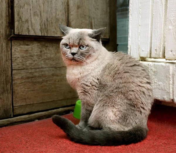 Foto Porträt einer Katze — Stockfoto
