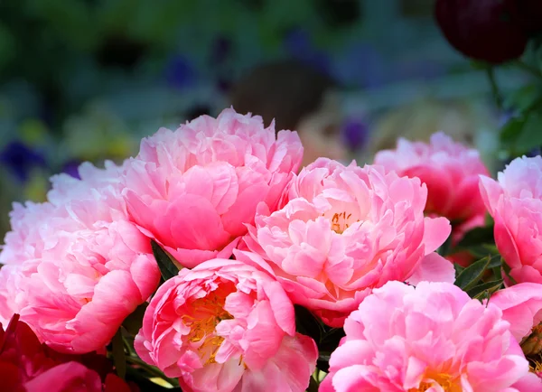 Photo of beautiful peonies — Stock Photo, Image