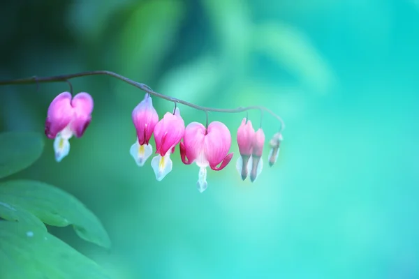 Foto rosa Blumen Spindelbaum — Stockfoto