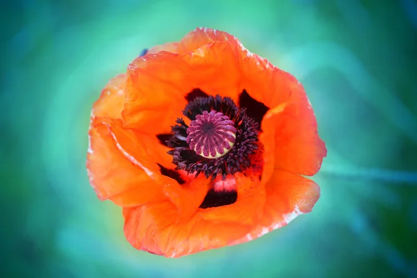 Makroaufnahme von rotem Mohn — Stockfoto