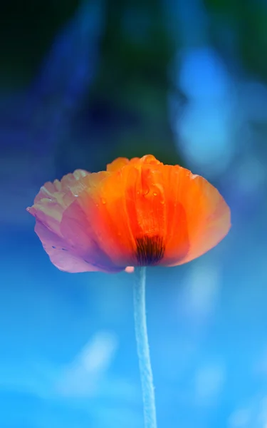 Makroaufnahme von rotem Mohn — Stockfoto