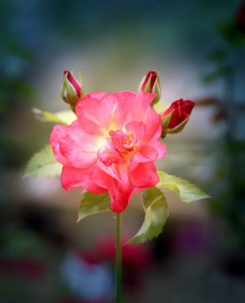 Foto con rosa rosa — Foto de Stock