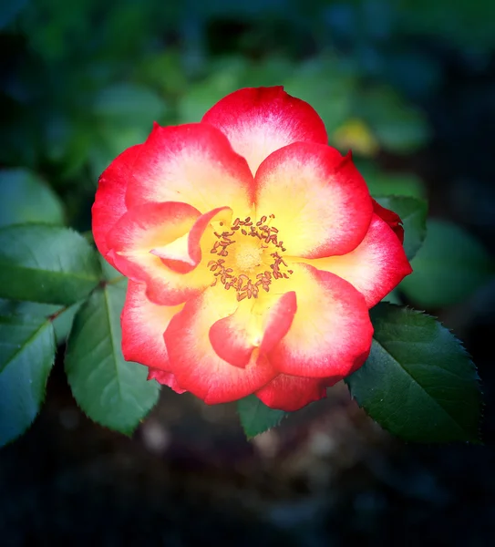 Preciosa rosa en el parque — Foto de Stock