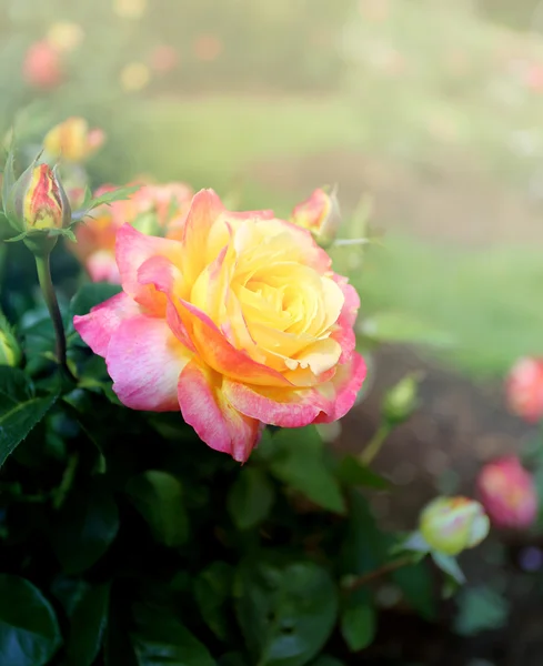 Preciosa rosa en el parque — Foto de Stock