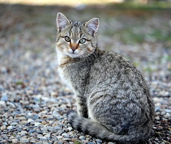 Photo Chaton Drôle Mignon Avec Des Yeux Différents Dans Les — Photo