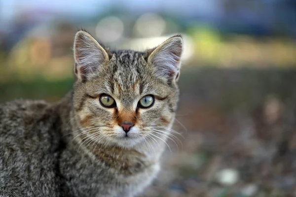 Photo Chaton Drôle Mignon Avec Des Yeux Différents Dans Les — Photo