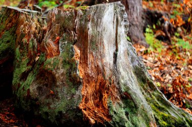 Ağaç köklerinin fotoğrafı ve ormandaki eski bir gövdenin dokusu.
