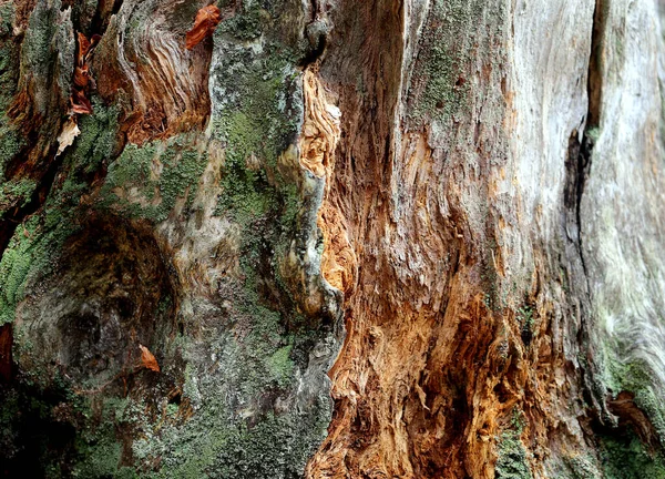 Ağaç Köklerinin Fotoğrafı Ormandaki Eski Bir Gövdenin Dokusu — Stok fotoğraf