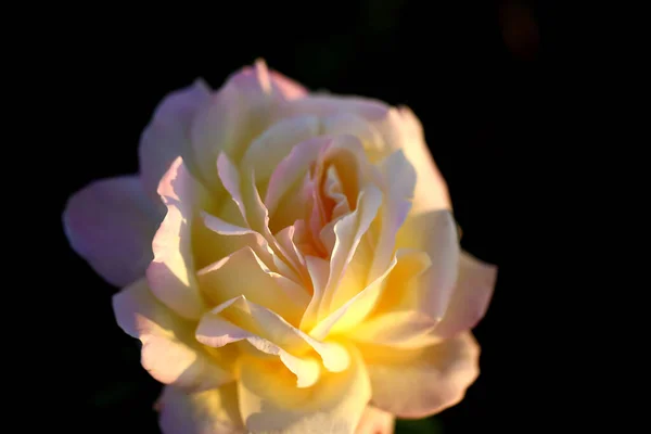 Foto Una Hermosa Rosa Noche Atardecer Jardín —  Fotos de Stock