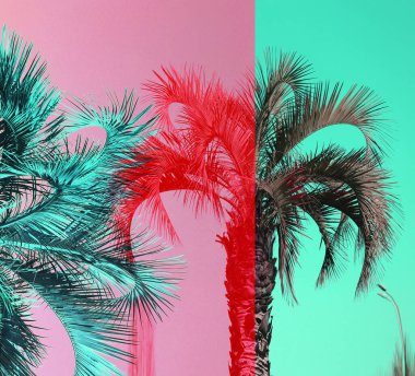 Güney Denizi 'nde tropikal palmiye ağaçları çok güzel.