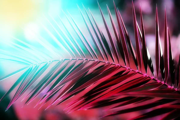 Güney Denizi 'nde tropikal palmiye ağaçları çok güzel.