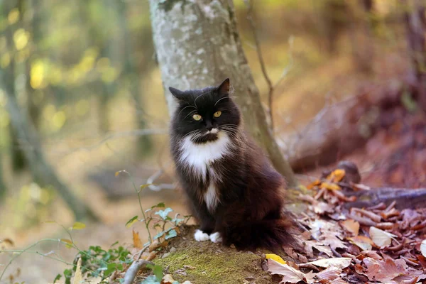 Fotografie Krásné Kočky Podzimním Slunném Lese Příklad Kočky Pro Design — Stock fotografie