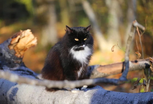 Foto Einer Schönen Katze Herbst Sonnigen Wald Beispiel Einer Katze — Stockfoto