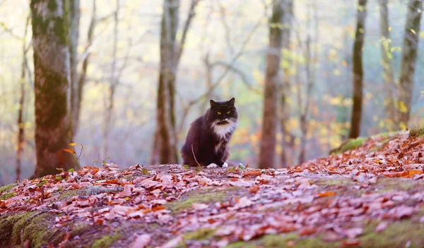 Photo Beautiful Cat Autumn Sunny Forest Example Cat Design Website — Stock Photo, Image