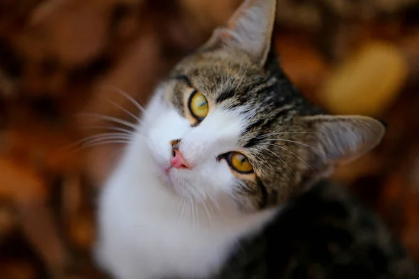 Fotoporträt Eines Kleinen Kätzchens Herbstlichen Wald — Stockfoto