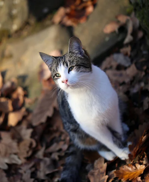 Fotoporträt Eines Kleinen Kätzchens Herbstlichen Wald — Stockfoto