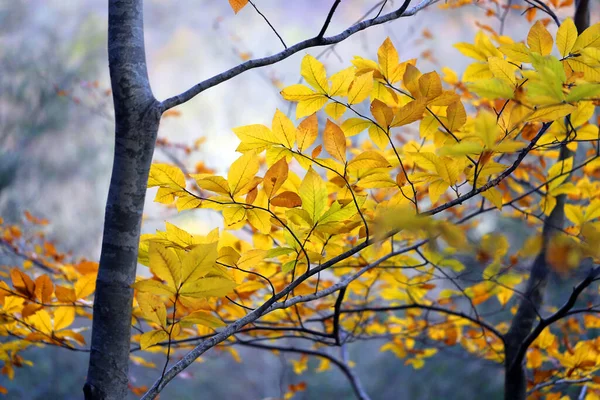 Foto Fundo Árvores Outono Uma Bela Floresta — Fotografia de Stock